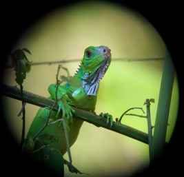 green iguana up close