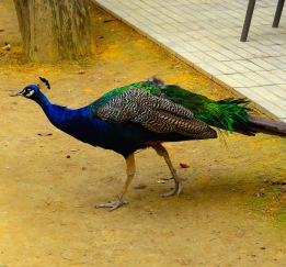 peacocks roam about the gardens